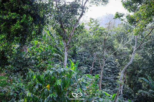 Pantera Negra - Unser Geisha aus Honduras