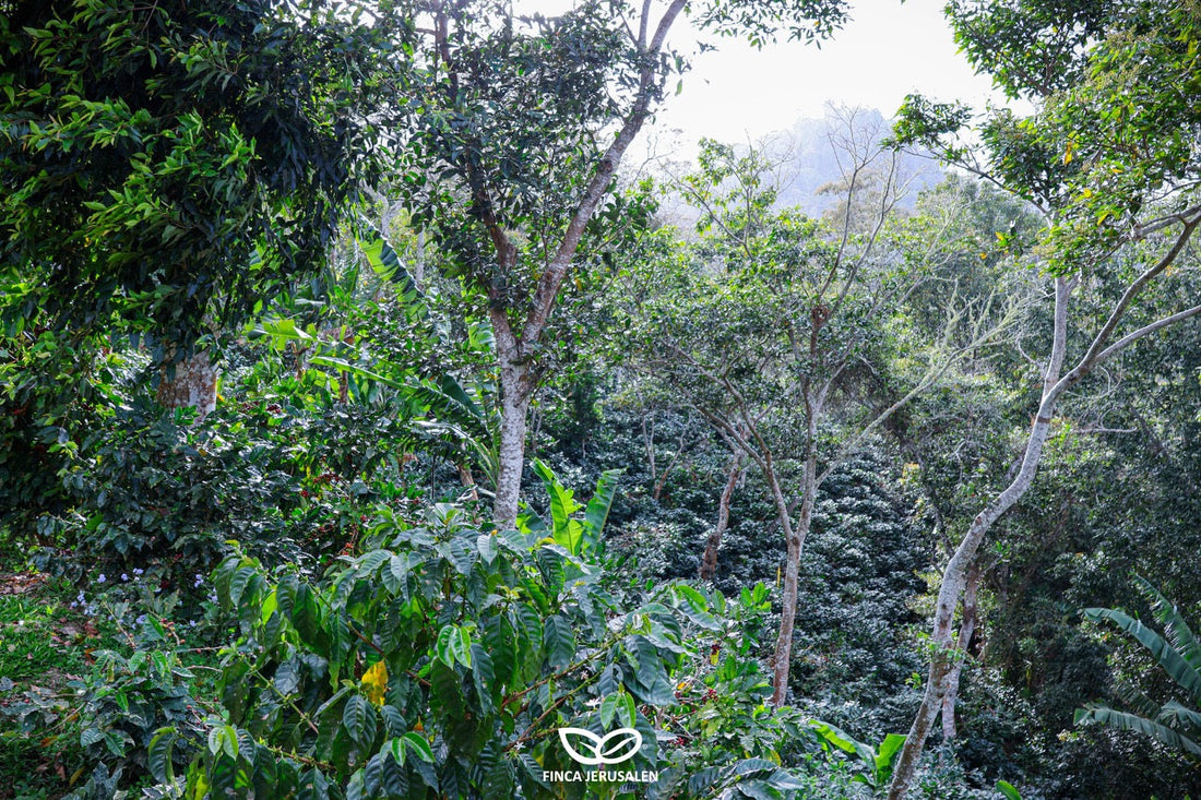 Pantera Negra - Unser Geisha aus Honduras